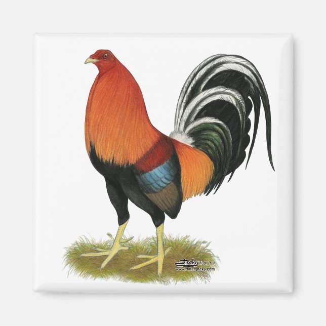 Gamecock Wheaten Tupp Magnet (Framsidan)