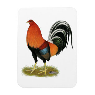 Gamecock Wheaten Tupp Magnet