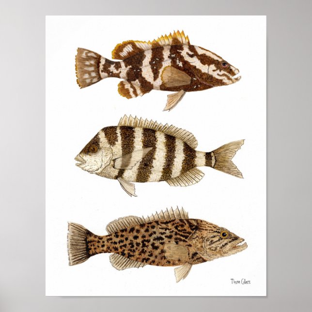 Gamefish- Nassau Grouper,Sheepshead & Gag Grouper Poster (Framsidan)