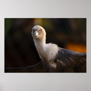 Gamens blick poster