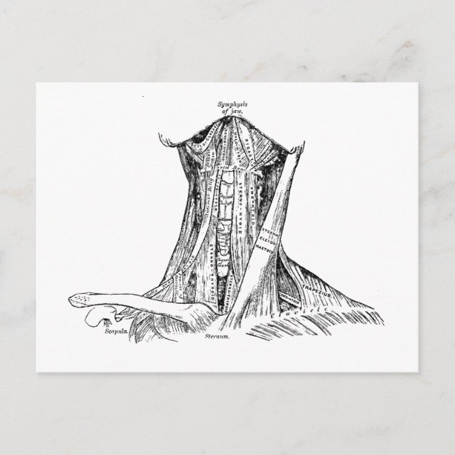 Gamla anatomi, Illustrationsmuskler i Nacke Vykort (Framsida)