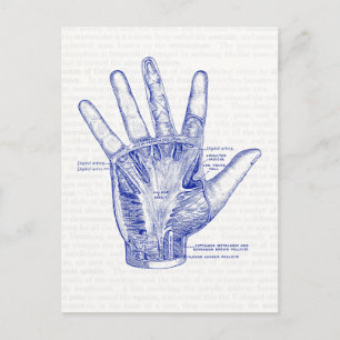 Gamla Anatomin Teckning Handflatan i Hand Vykort