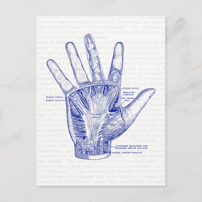 Gamla Anatomin Teckning Handflatan i Hand Vykort (Framsida)