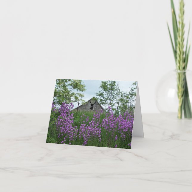 Gamla Barn Lookin på mig över Phlox Kort (Framsida)