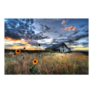 Gamla Barn med solblommor i Sunset - Hi Res Photo Fototryck