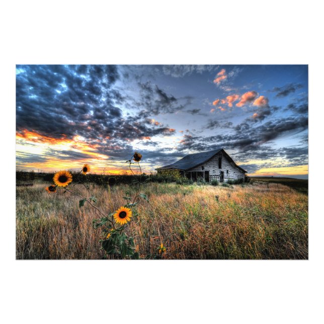 Gamla Barn med solblommor i Sunset - Hi Res Photo Fototryck (Framsidan)
