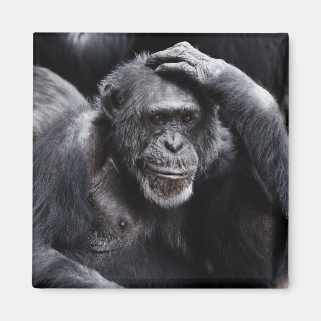 Gamla Chimpanzee magnet (Framsidan)