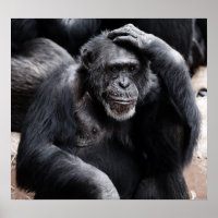 Gamla chimpanzee-poster