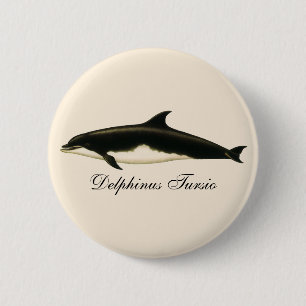 Gamla delfiner Delphinus Tursio, marina däggdjur Knapp