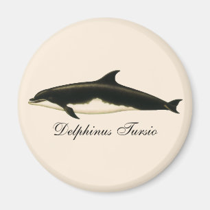 Gamla delfiner Delphinus Tursio, marina däggdjur Magnet
