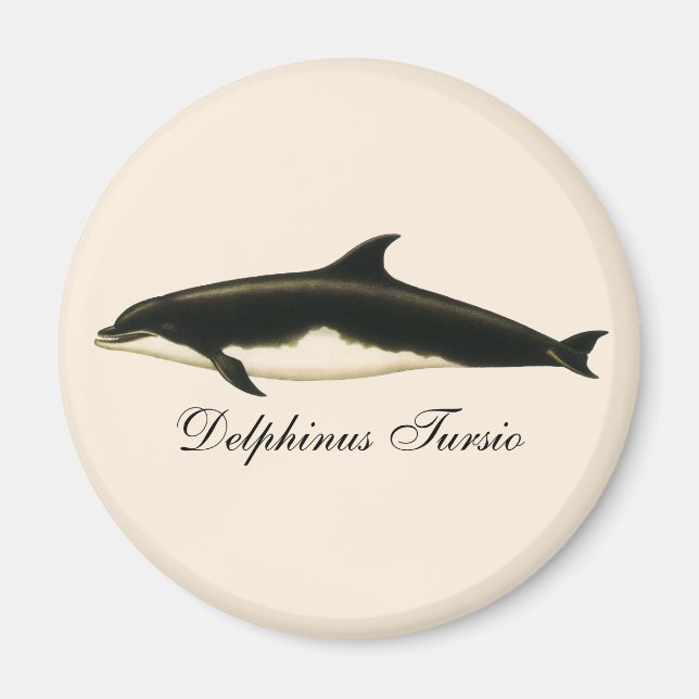 Gamla delfiner Delphinus Tursio, marina däggdjur Magnet (Framsidan)