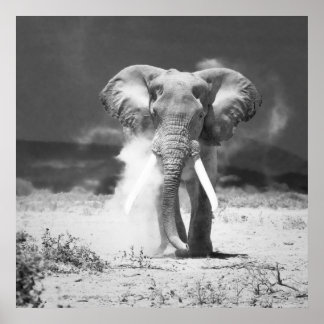 Gamla elefanter poster