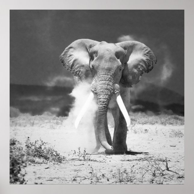 Gamla elefanter poster (Framsidan)