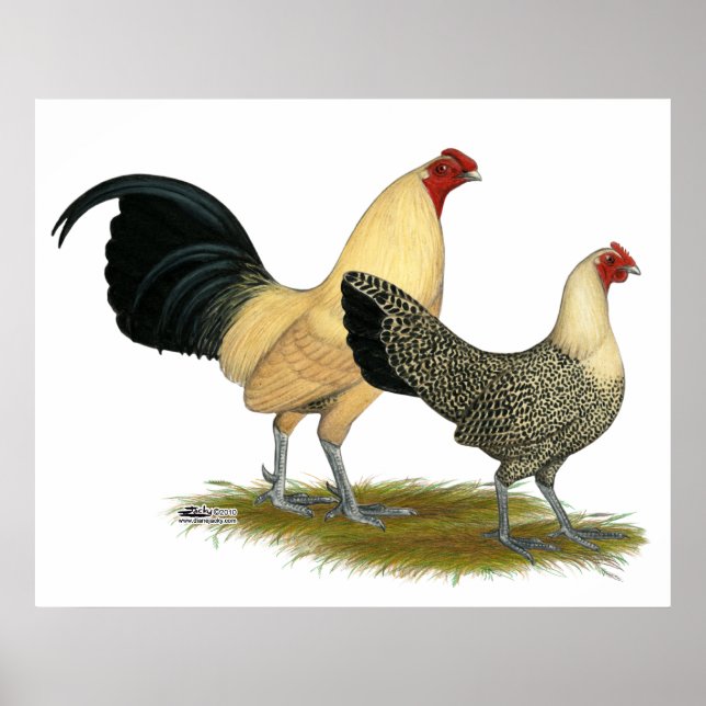 Gamla engelska Cream Buttercups Poster (Framsidan)