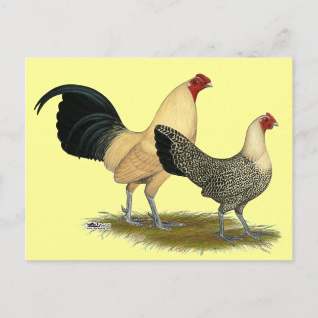 Gamla engelska Cream Buttercups Vykort (Framsida)