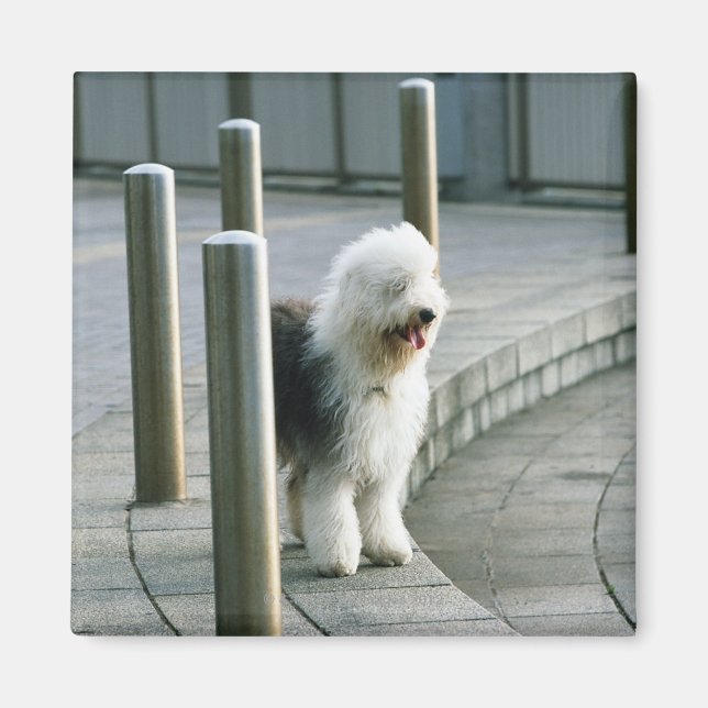 Gamla engelska får Hund 2 Magnet (Framsidan)