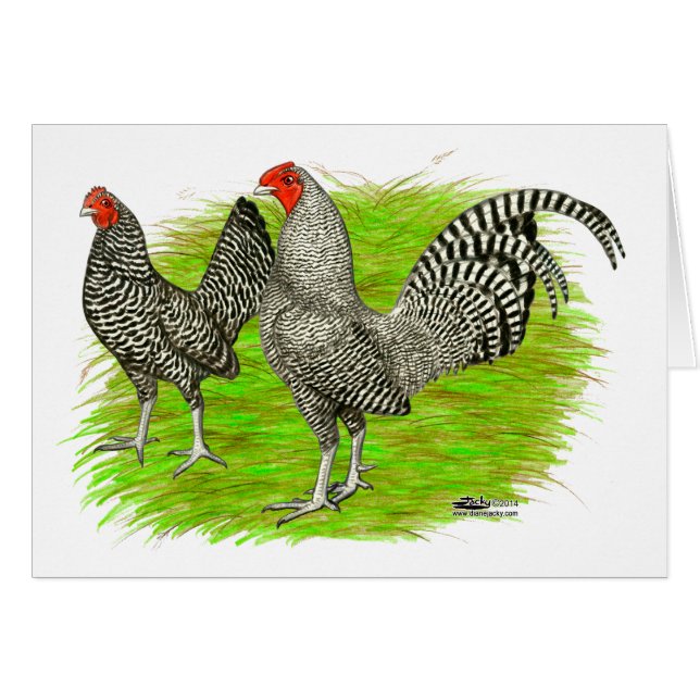 Gamla engelska Game Barred Chickens Hälsningskort (Framsidan Horizontal)