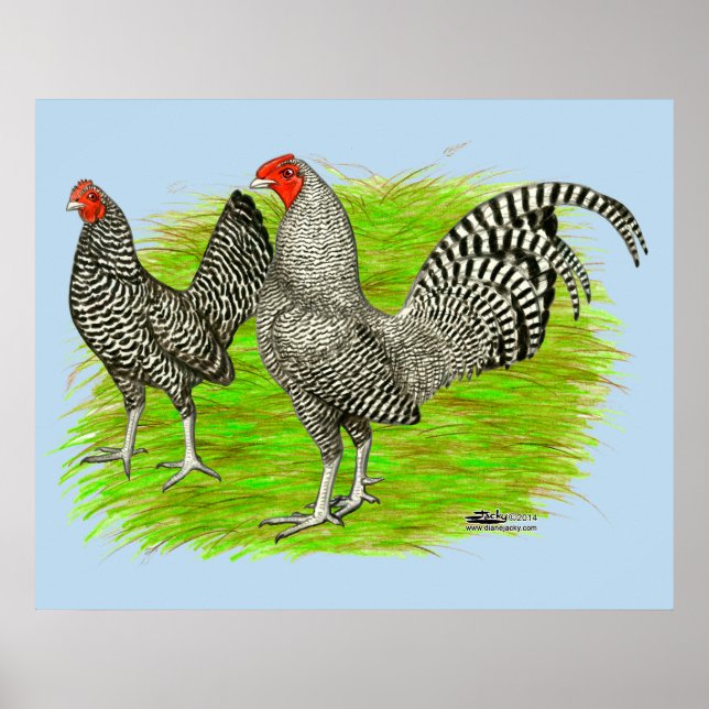 Gamla engelska Game Barred Chickens Poster (Framsidan)
