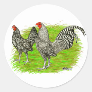 Gamla engelska Game Barred Chickens Runt Klistermärke