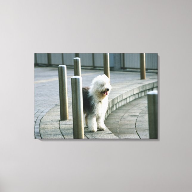 Gamla engelska Sheep Hund Canvastryck (Framsida)