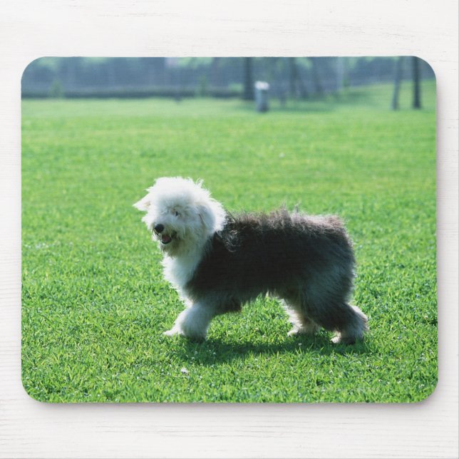 Gamla engelska Sheep Hund Musmatta (Framsidan)
