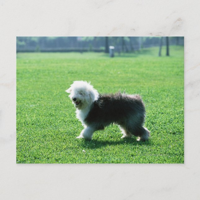 Gamla engelska Sheep Hund Vykort (Framsida)