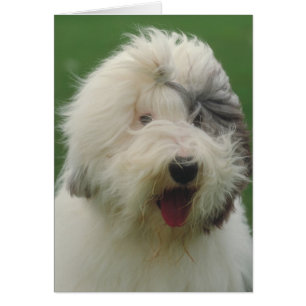 Gamla engelska Sheepdog Hälsningskort