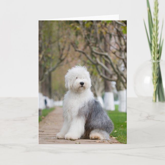 Gamla engelska Sheepdog-hälsningskort Kort (Framsida)