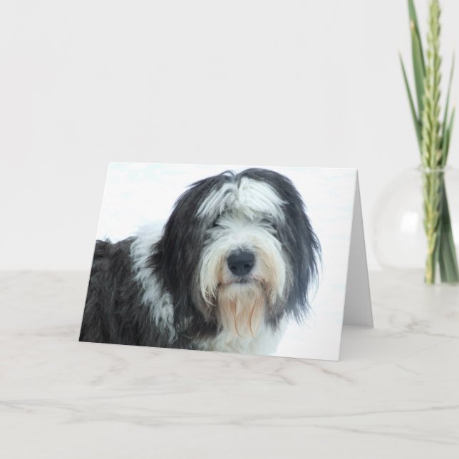 Gamla engelska Sheepdog Kort (Framsida)