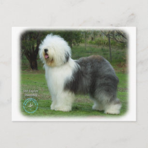 Gamla engelska Sheepdog Vykort