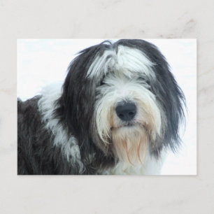 Gamla engelska Sheepdog Vykort