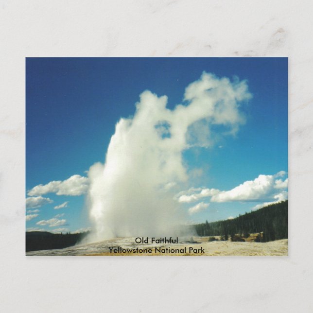 Gamla Faithful @ Yellowstone nationalpark Vykort (Framsida)