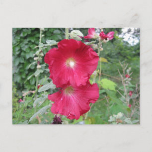 Gamla fashioned Hollyhock Flowers Vykort