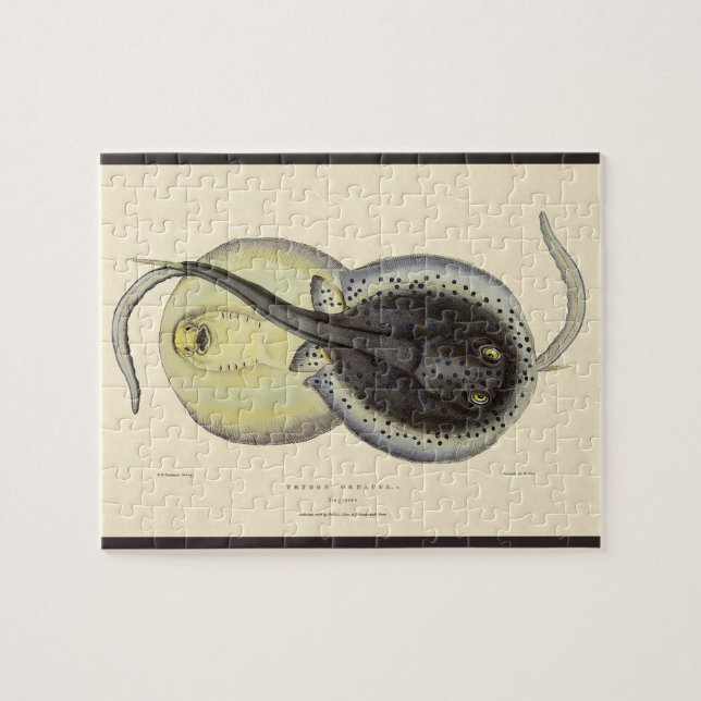 Gamla fläckiga stingrockor, marina havsdjur pussel (Horisontell)