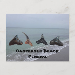 Gamla Fossilized Shark Teeth Florida Beach Treasur Vykort