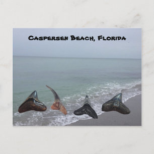 Gamla Fossilized Shark Teeth Florida Beach Treasur Vykort