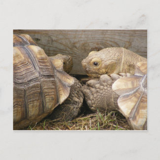 Gamla Gossips Vykort