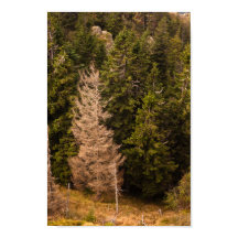 Gamla grisen träd står stolta