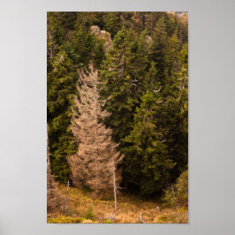 Gamla grisen träd står stolta poster