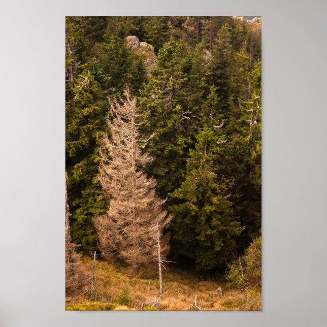 Gamla grisen träd står stolta poster (Framsidan)