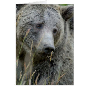 Gamla Grizzly Bear Hälsningskort