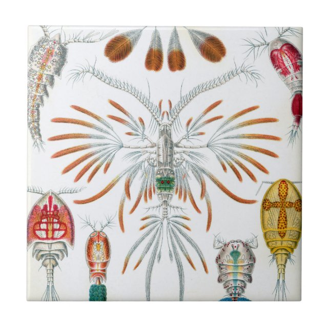 Gamla havsdjur, Copepoda av Ernst Haeckel Kakelplatta (Framsidan)