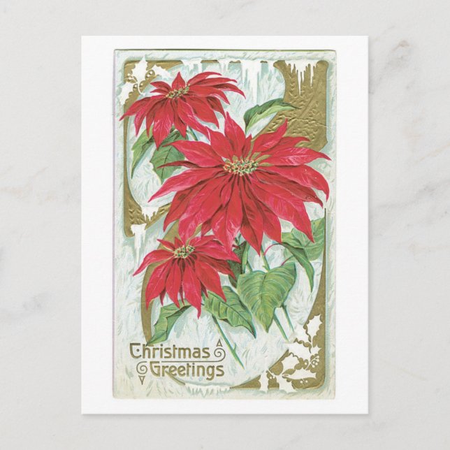 Gamla julen, Poinsettia Helg Vykort (Framsida)