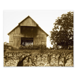 Gamla Kentucky Tobacco Barn Fototryck