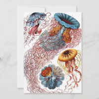 Gamla maneter av Ernst Haeckel, Discomedusae