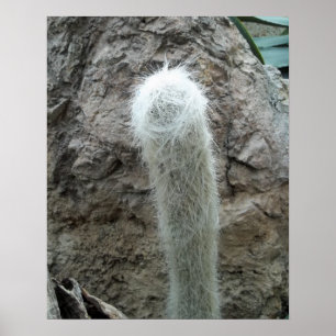 Gamla mannen Cactus Photo Mexico Southwest Cacti Poster