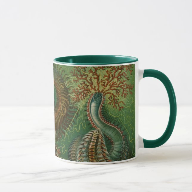 Gamla maskar Annelider Chaetopoda av Ernst Haeckel Mugg (Höger)