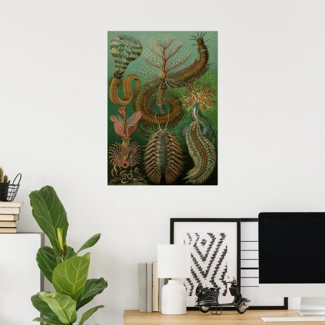 Gamla maskar Annelider Chaetopoda av Ernst Haeckel Poster (Hemmakontoret)