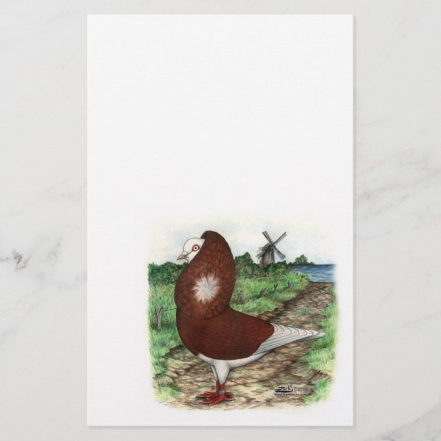 Gamla nederländska Capuchine Pigeon (Framsida)