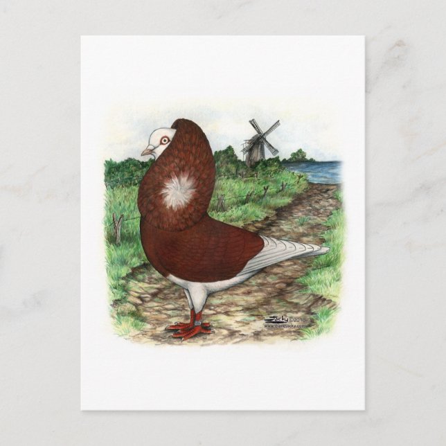 Gamla nederländska Capuchine Pigeon Vykort (Framsida)